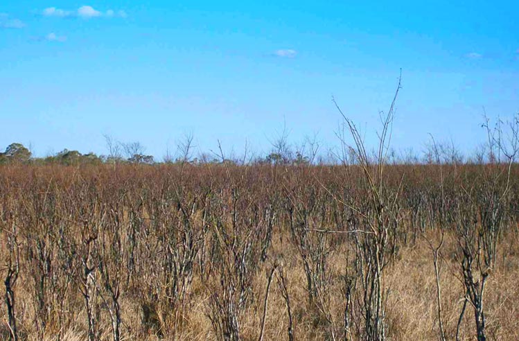 Trockene Graslandschaft im Outback Australiens
