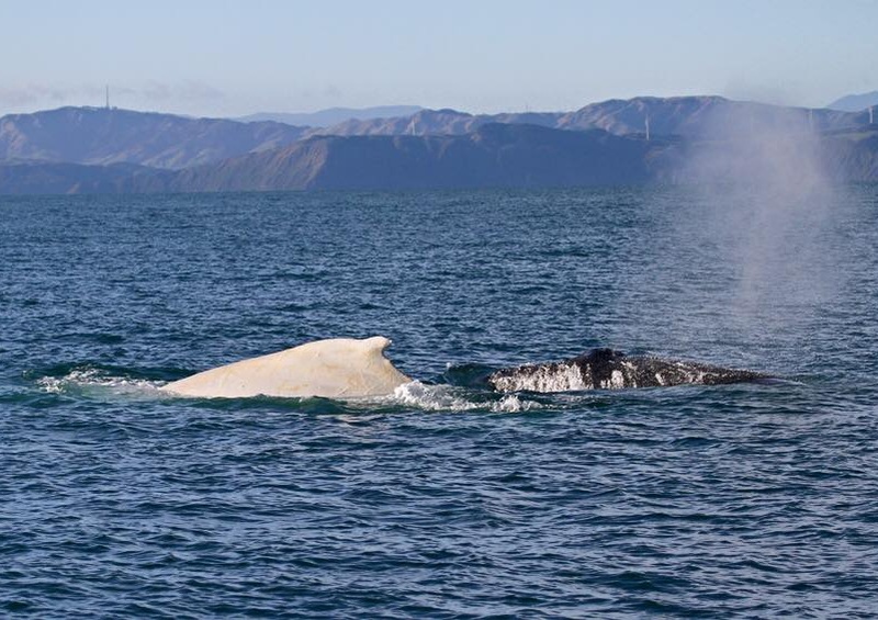 Rekordzahl an Walen in der Cook-Straße