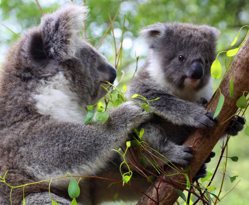 Eröffnung des Koala-Waldes