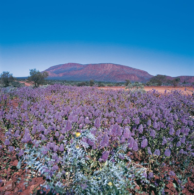 Mount Augustus ©Tourism Western Australia