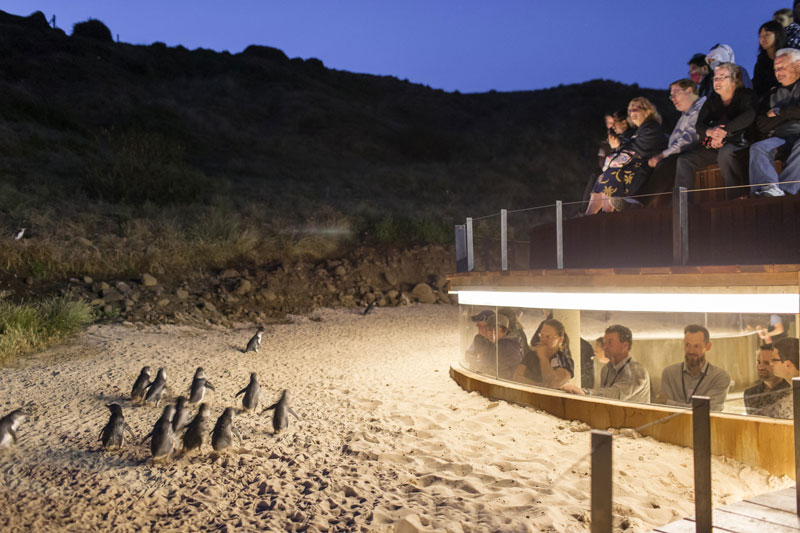 Pinguin Parade: neue Beobachtungsmöglichkeiten
