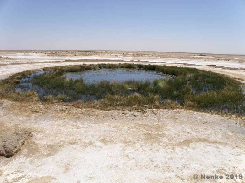 Wasserquelle im Outback