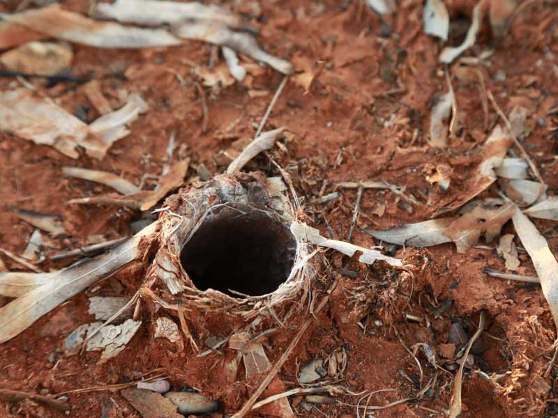 Loch in dem die Spinne gefunden wurde (Northern Territory)