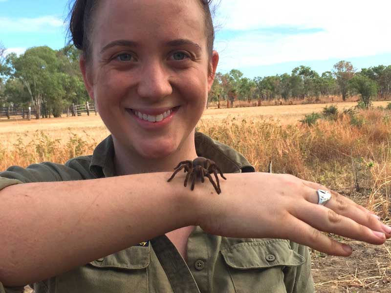 Die neu entdeckte Spinne im Northern Territory