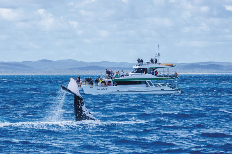 Viele solcher Jachten stechen täglich in See, um Touristen die Walvielfalt im Pazifik zu zeigen