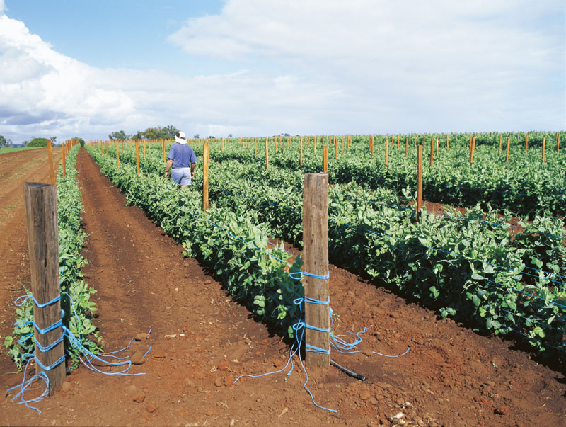 WORK & TRAVEL NEWS: Kein 2nd-Visa für Wwoofer in Australien – Farmer protestieren