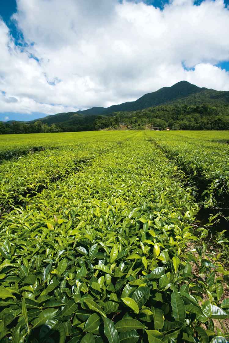 Tea plantation, Daintree, Queensland