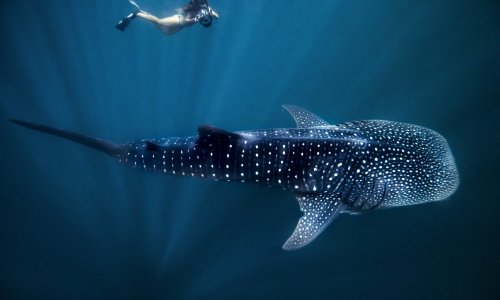 Swimming Whale Shark (Rhincodon typus), Ningaloo Marine Park