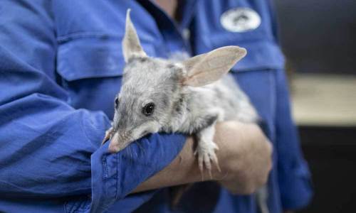 © Foto: Charleville Bilby Experience