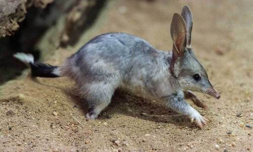 © Foto: Charleville Bilby Experience