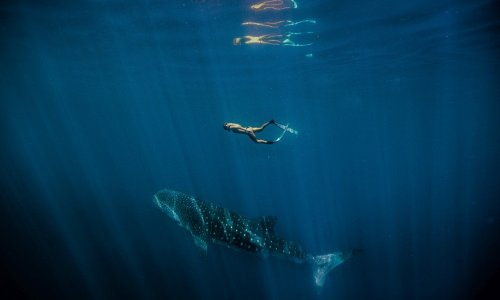 Swimming Whale Shark (Rhincodon typus), Ningaloo Marine Park