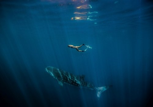 Swimming Whale Shark (Rhincodon typus), Ningaloo Marine Park