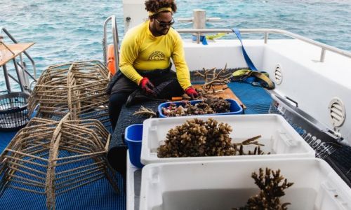 ReefRecoveryDay_ReefStars_boat_DreamtimeDiveSnorkel_PhotoCredit_ClaudiaFischerPhoto-1000