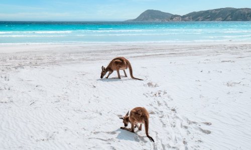 Lucky Bay, Cape Le Grand National Park