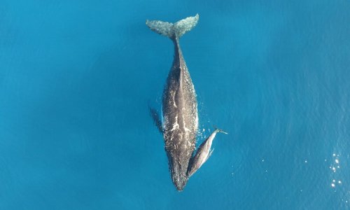 TEQ-Whales_Whitsundays_Megan-Arnold-1000