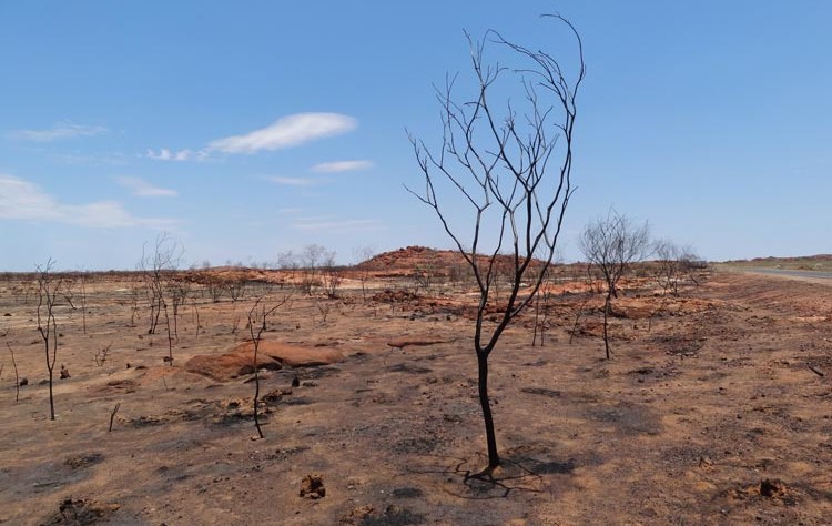 Landschaft nach einem Buschfeuer